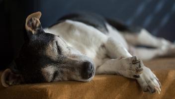 can anesthesia change a dog personality