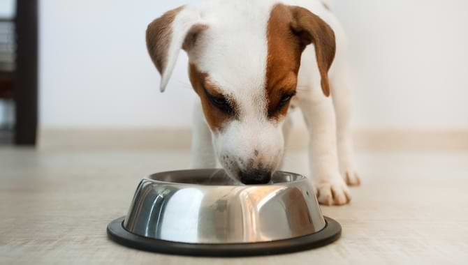 Everything You Need To Know About Feeding A Puppy
