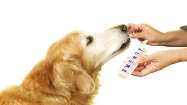 Give Appropriate Medicine To Your Puppy