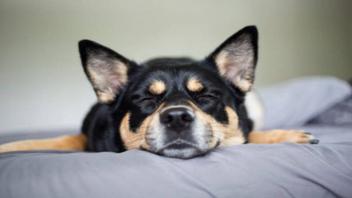 can anesthesia change a dog personality