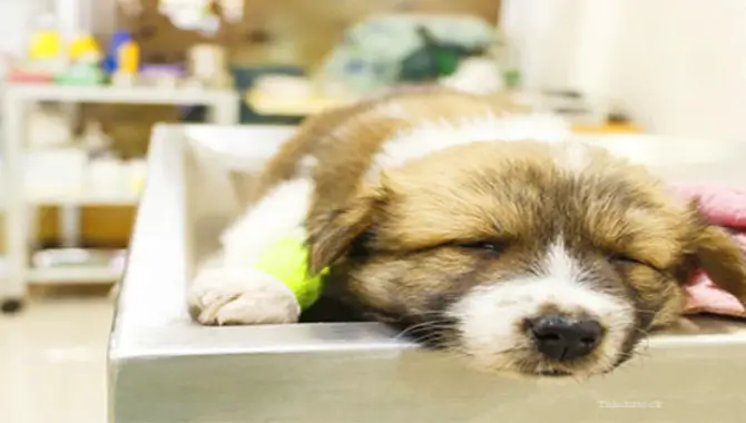 How Longer Does A Dog Need To Heal From Anesthesia