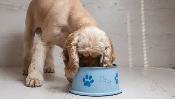 How Often Should You Feed Your Puppy During The First 3-Weeks