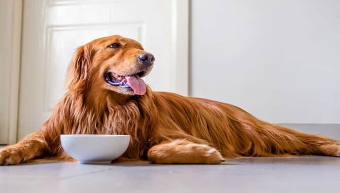 How Quickly Do Dogs Adapt To New Pet Food