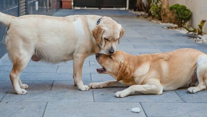 How To Take Care Of Your 5 Week Old Golden Retriever