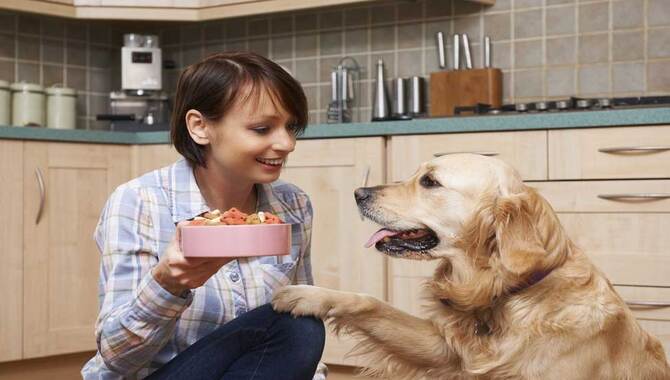 Important Points To Maintain While Feeding Eukanubas Golden Retriever Dog Food