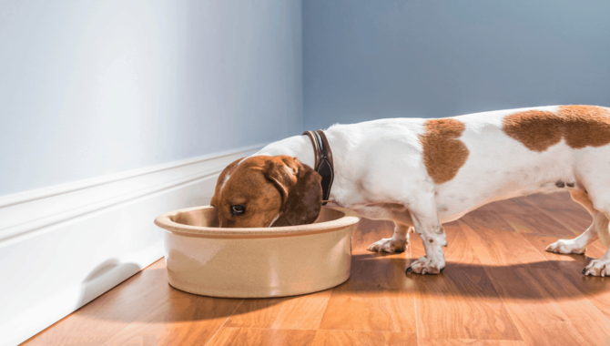 Is It Cruel To Feed A Dog Once A Day? - About Dog Food History