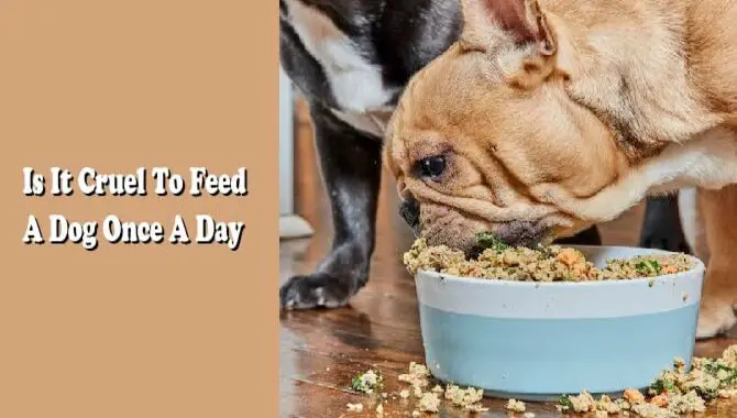 Is It Cruel To Feed A Dog Once A Day
