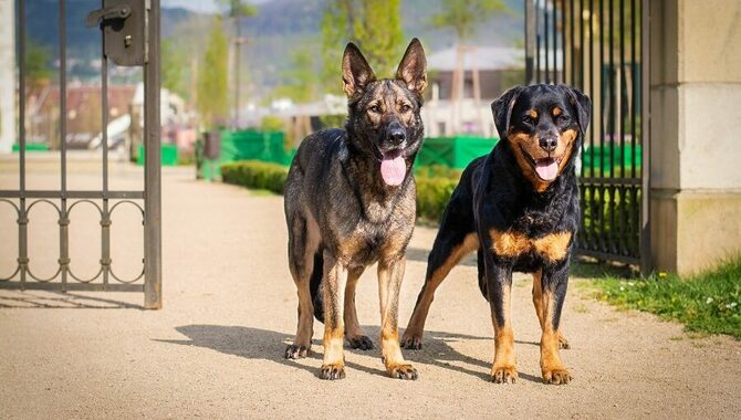 Is It Enough to Pet Puppies for Security