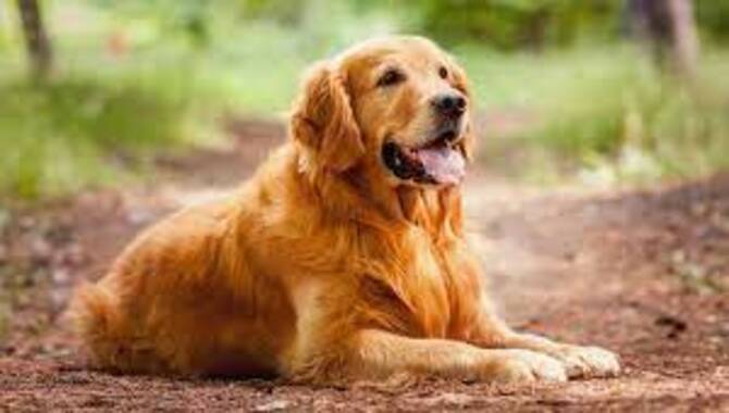 Know Be Getting A Golden Retriever