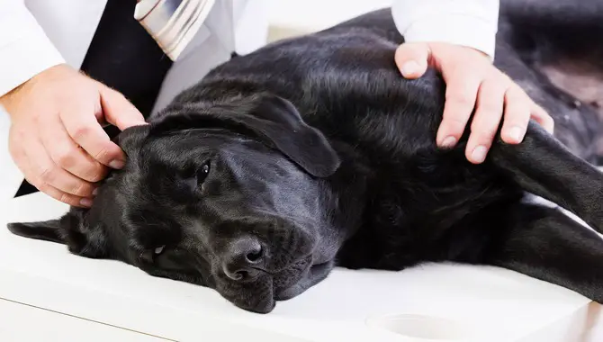 Most common reasons your dog is twitching when touched on back