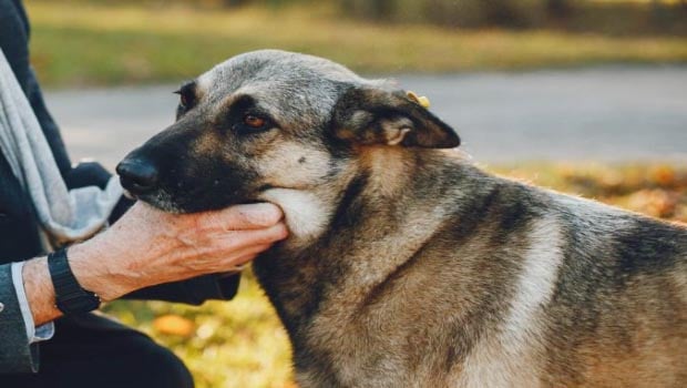 Older Dogs And Diseases