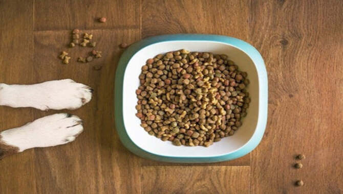 Orijen Dog Food Caused Diarrhea - Everything You Need To Know