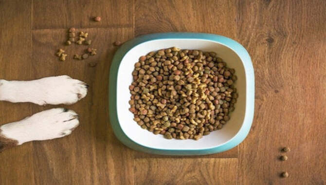 cat hunching over water bowl