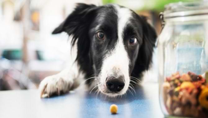 Problems Faced By Dogs While Adjusting To New Food