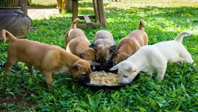 Proper Care and Feeding of Puppies