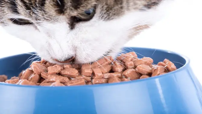 Providing Wet Cat Foods