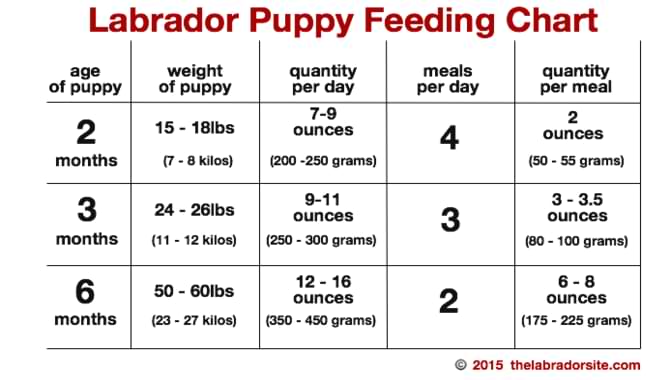 Puppies Daily Food Chart