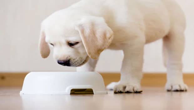Puppies Need More Protein Than Adult Dogs
