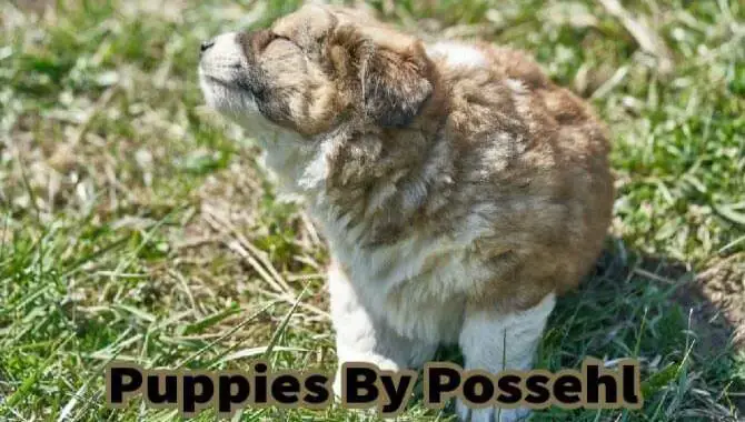 Puppies By PossehlPuppies By Possehl