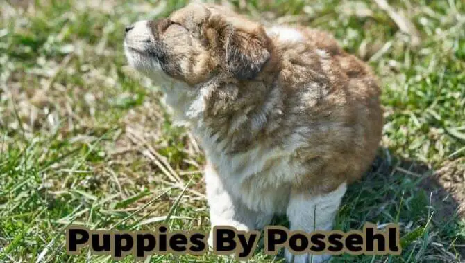 Puppies By PossehlPuppies By Possehl