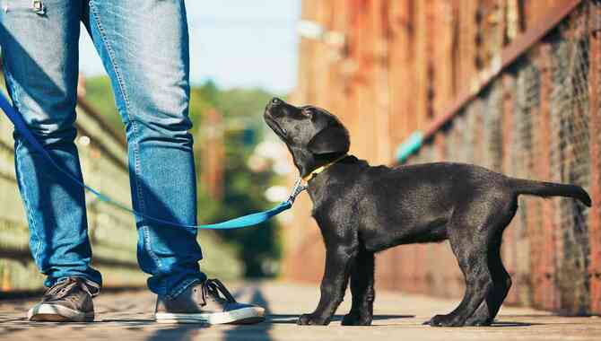 Puppy Behavior And Training Training Basics