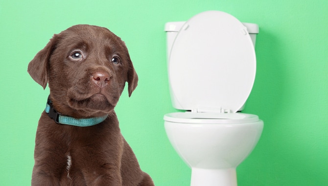 Puppy Toilet Training