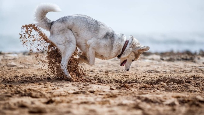 Reasons Dogs Bury Their Food