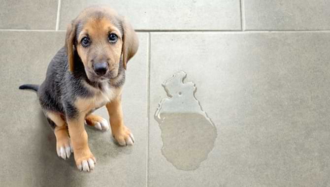 Reasons For A Puppy To Leak Urine