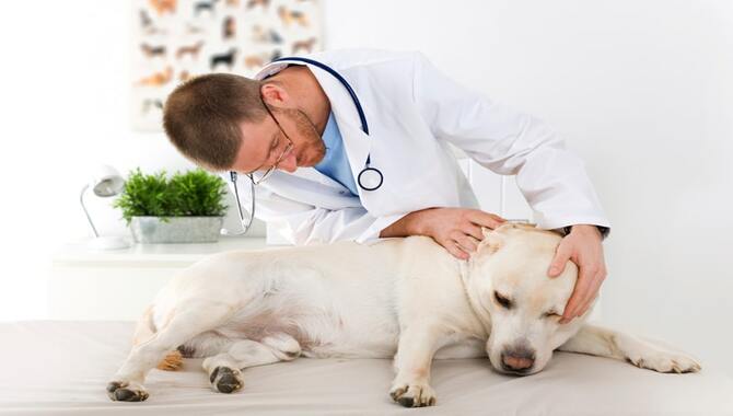 Recognizing Neck and Back Pain in Dogs