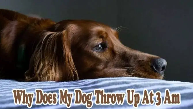 Steps To Take If Your Dog Is Throwing Up At 3 Am