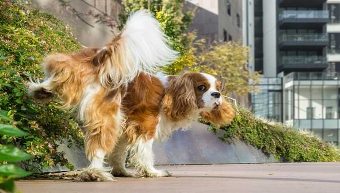 Steps for How to Stop Your Dog from Peeing