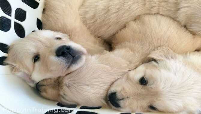 Taking Care of Your 5 Week Old Golden Retriever