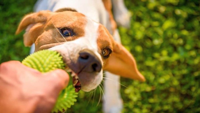 Teach The Drop It Command To Any Dog