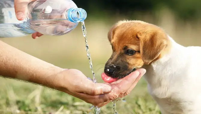 The Dangers of a Dog Vomiting After Drinking Water