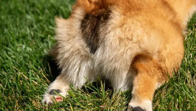 The Meaning Of A Dog Turning His Back Or Butt