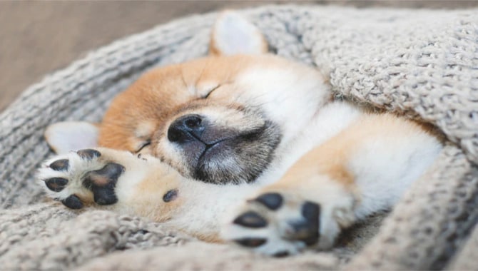 The Ultimate Puppy Sleeping Guide