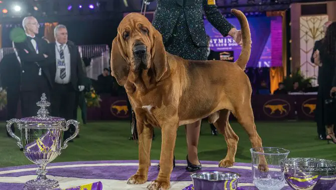 Want Your Dog to Win at Westminster