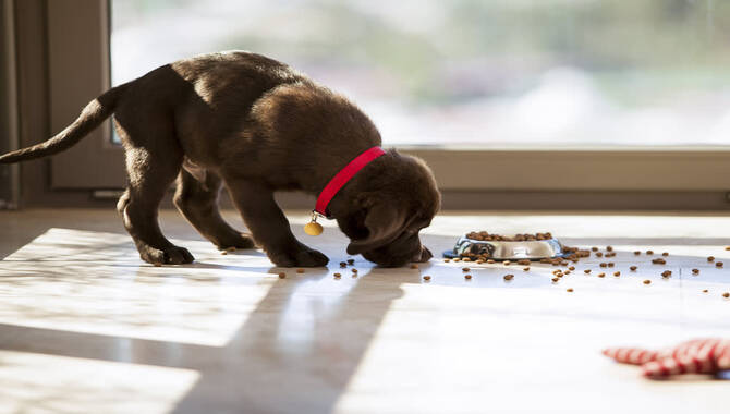 What To Feed A 2 Month Old Puppy - Types Of Food