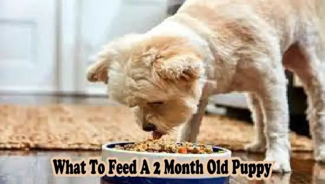 What To Feed A 2 Month Old Puppy