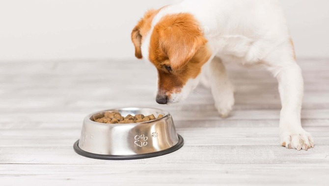 When Can I Stop Soaking My Beagle's Dry Food?