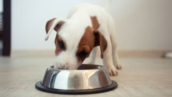 When To Give Puppies Dry Food