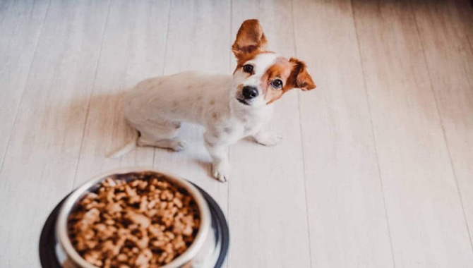 When To Stop Soaking A Puppy's Complete Food