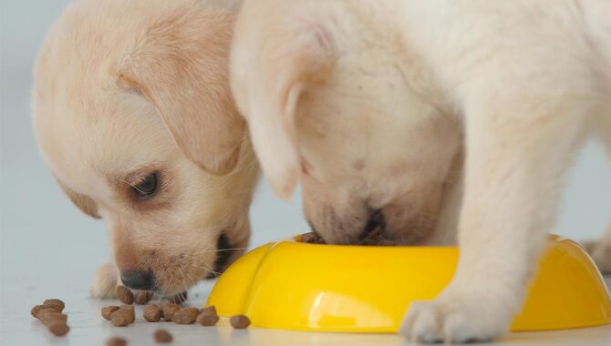 When To Switch From Puppy Food To Dog Food For Labrador - A Complete Guide