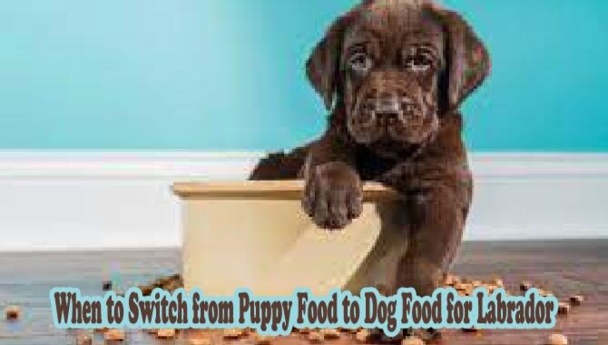 When To Switch From Puppy Food To Dog Food For Labrador