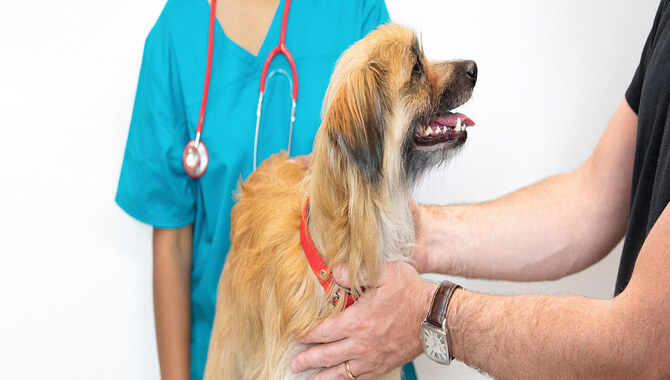 When To Take Veterinary Action For Your Canine