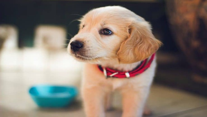 When to Switch a Puppy to 2 Meals a Day from 3