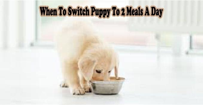 When to switch puppy to 2 meals a day