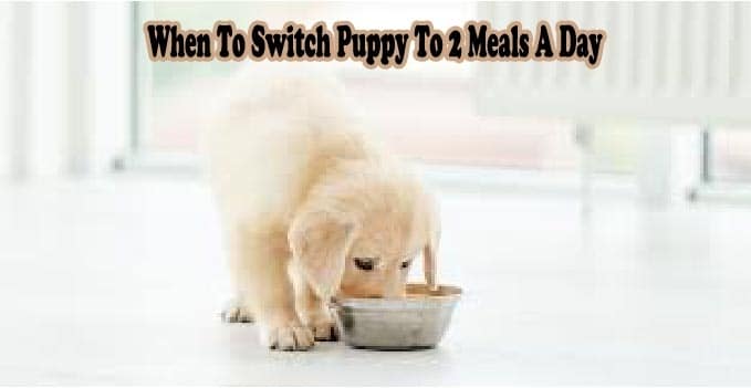 When to switch puppy to 2 meals hotsell a day