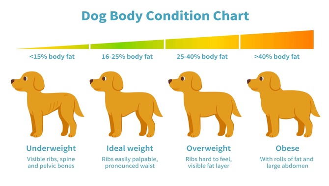 Whether The Weight Is Increasing Or Decreasing