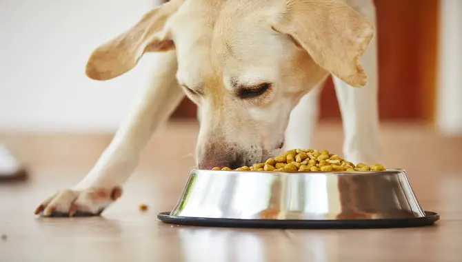 Why Does A Dog Swallows Food Whole